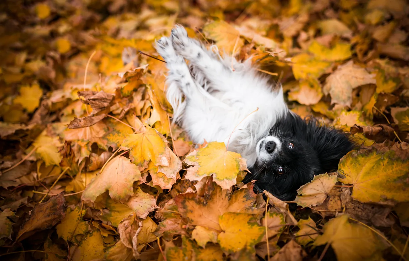Photo wallpaper autumn, leaves, pose, foliage, dog, lies, dog, baby