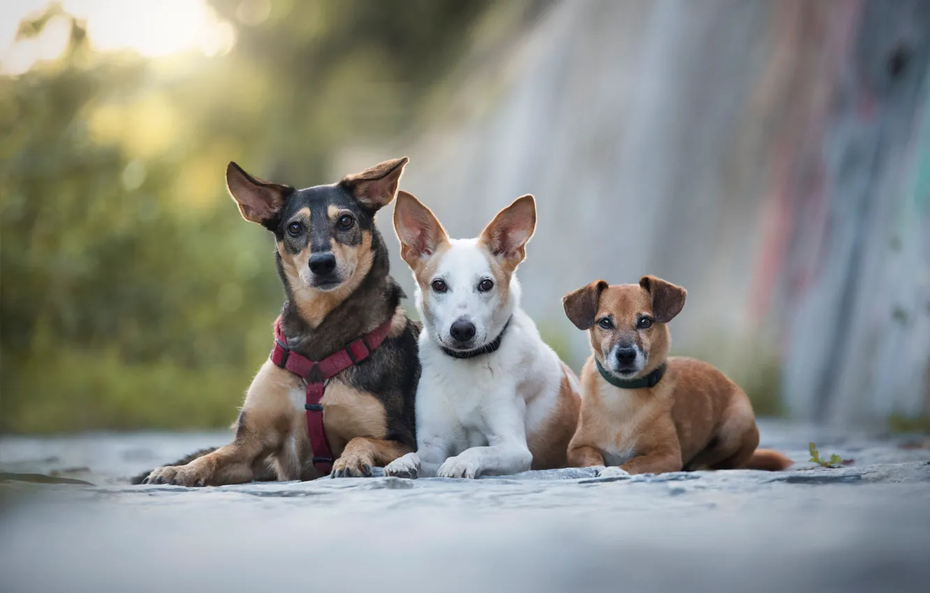 Photo wallpaper dogs, look, background, puppies, puppy, three, trio, friends