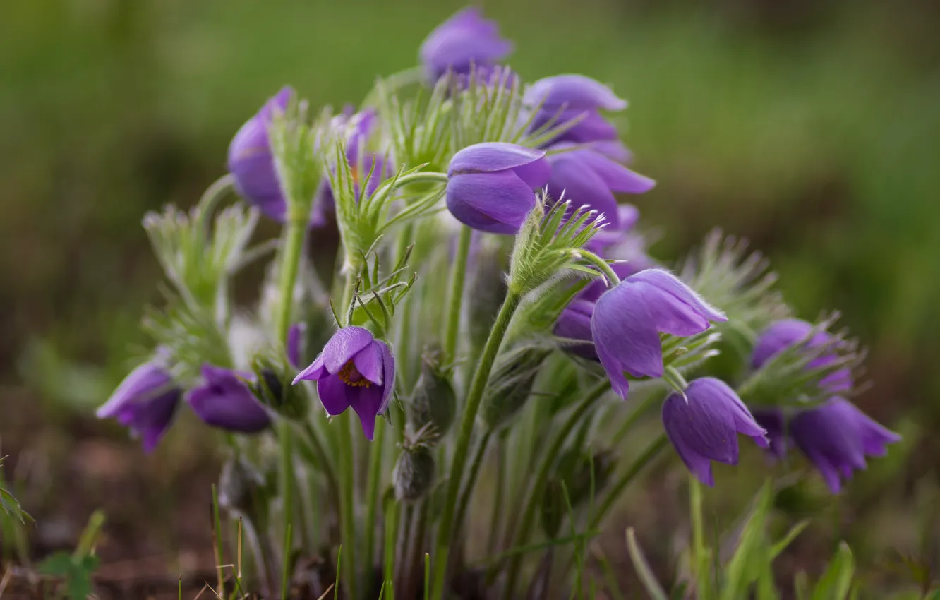 Photo wallpaper flowers, spring, lilac, bushes, cross