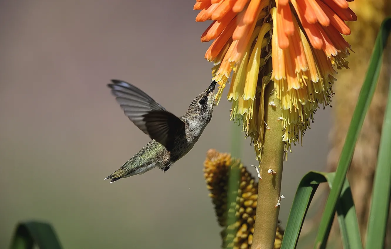Photo wallpaper flowers, bird, Hummingbird, pollination