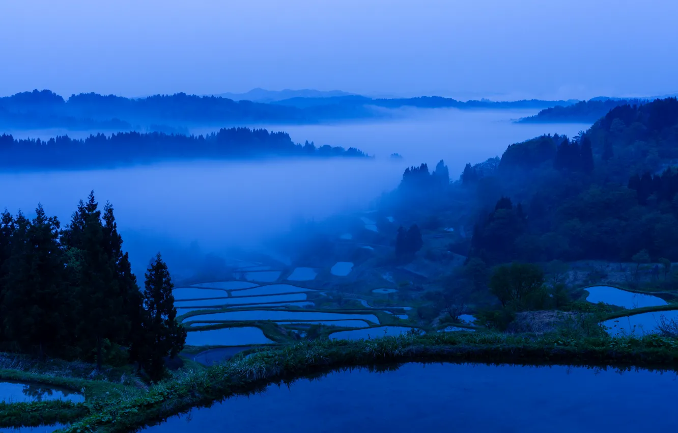 Photo wallpaper forest, trees, fog, lake, morning