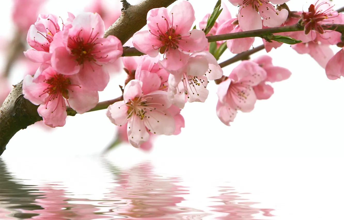 Photo wallpaper water, flowers, reflection, branch, spring, Sakura, pink