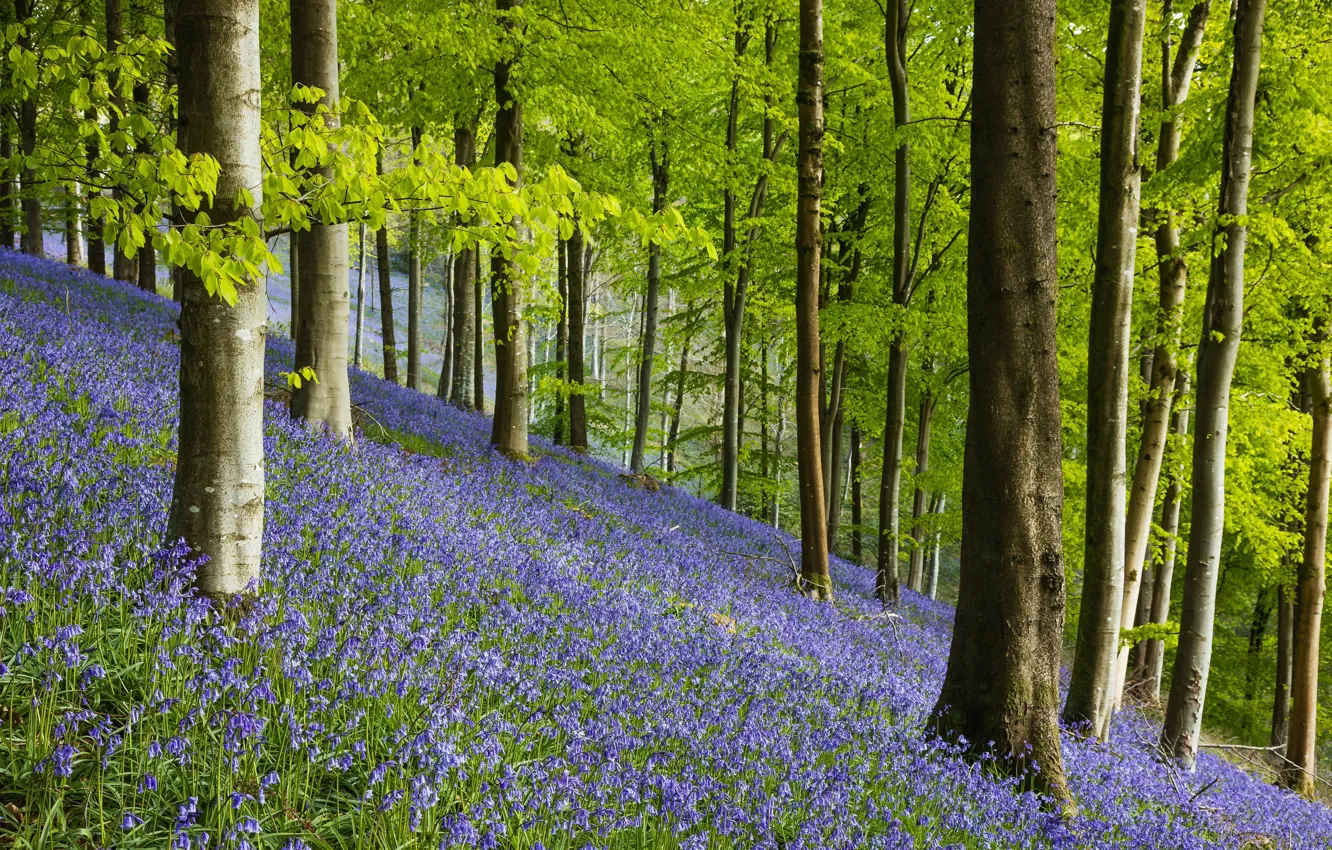 Photo wallpaper forest, trees, flowers, Park, glade, spring, slope, bells