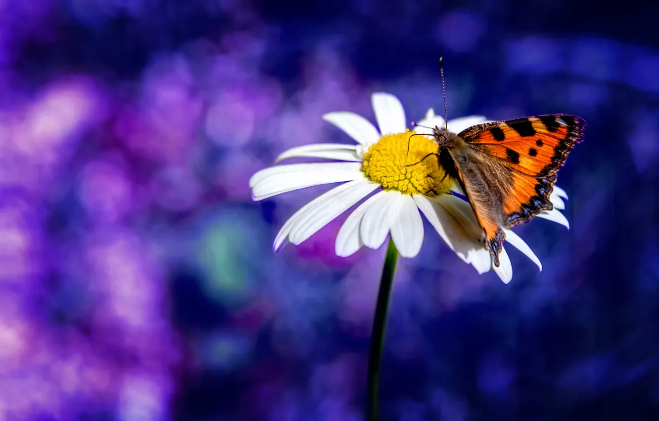 Photo wallpaper butterfly, blur, Daisy, bokeh