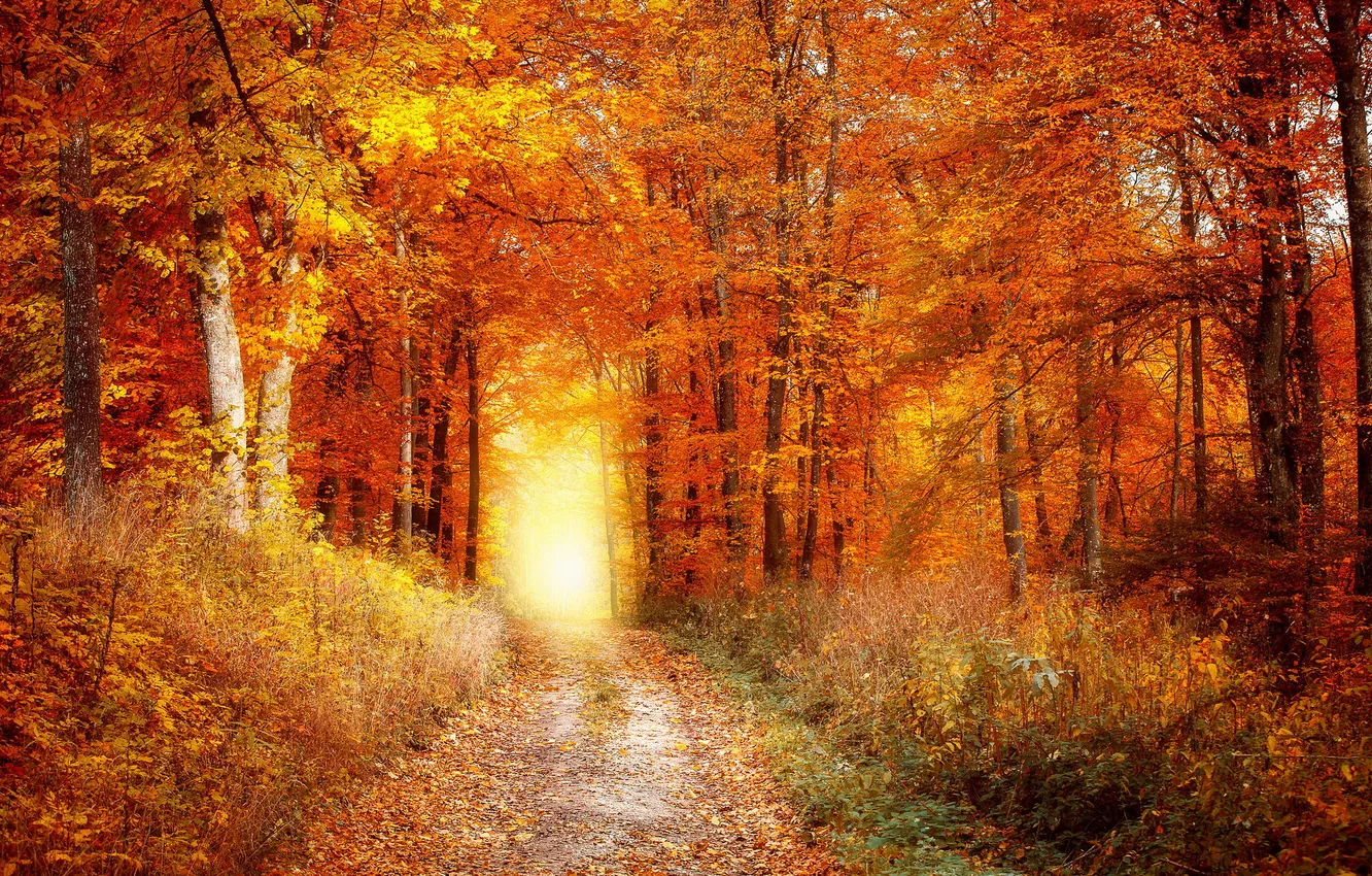 Photo wallpaper road, autumn, forest