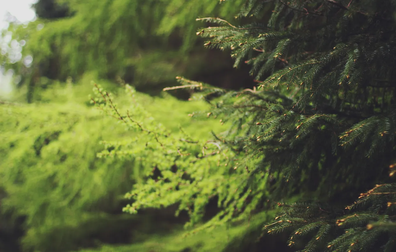 Photo wallpaper branches, green, tree