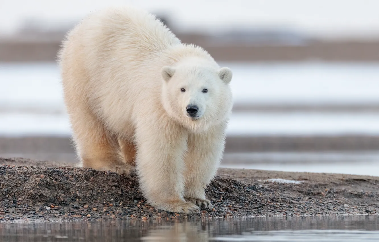 Photo wallpaper water, bear, Alaska, polar bear, polar bear
