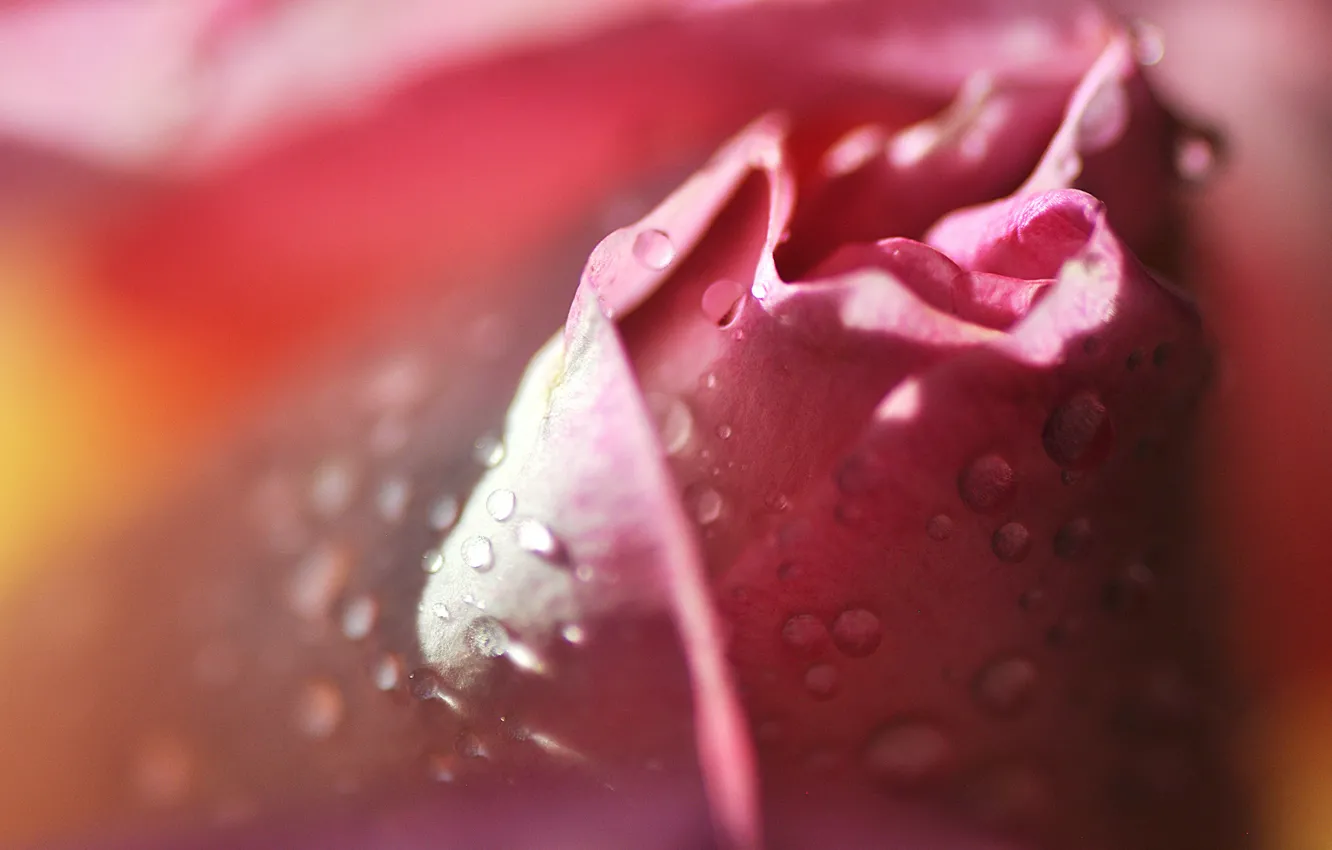 Photo wallpaper flower, drops, pink, rose, petals