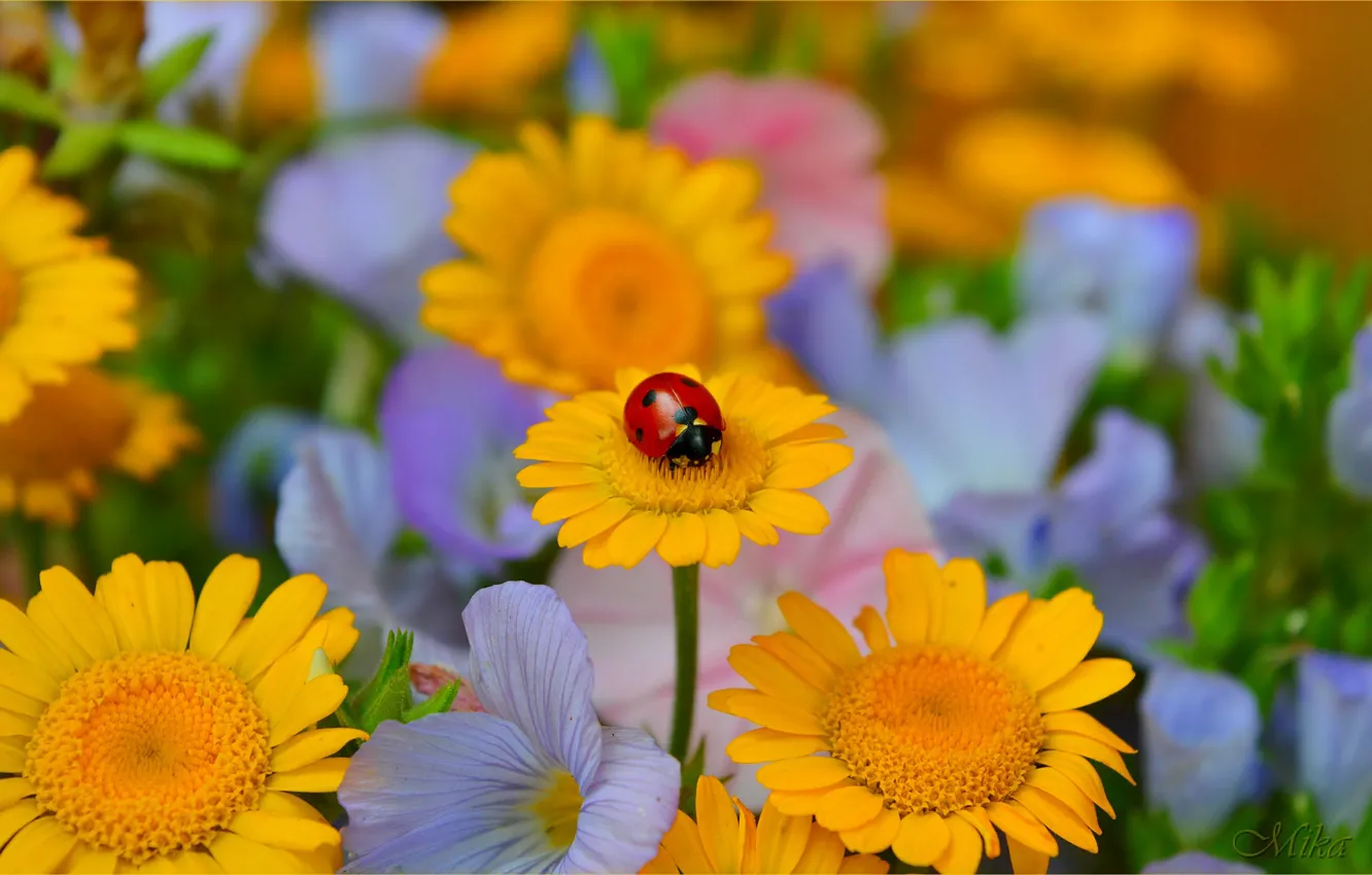 Photo wallpaper Flowers, Ladybug, Flowers