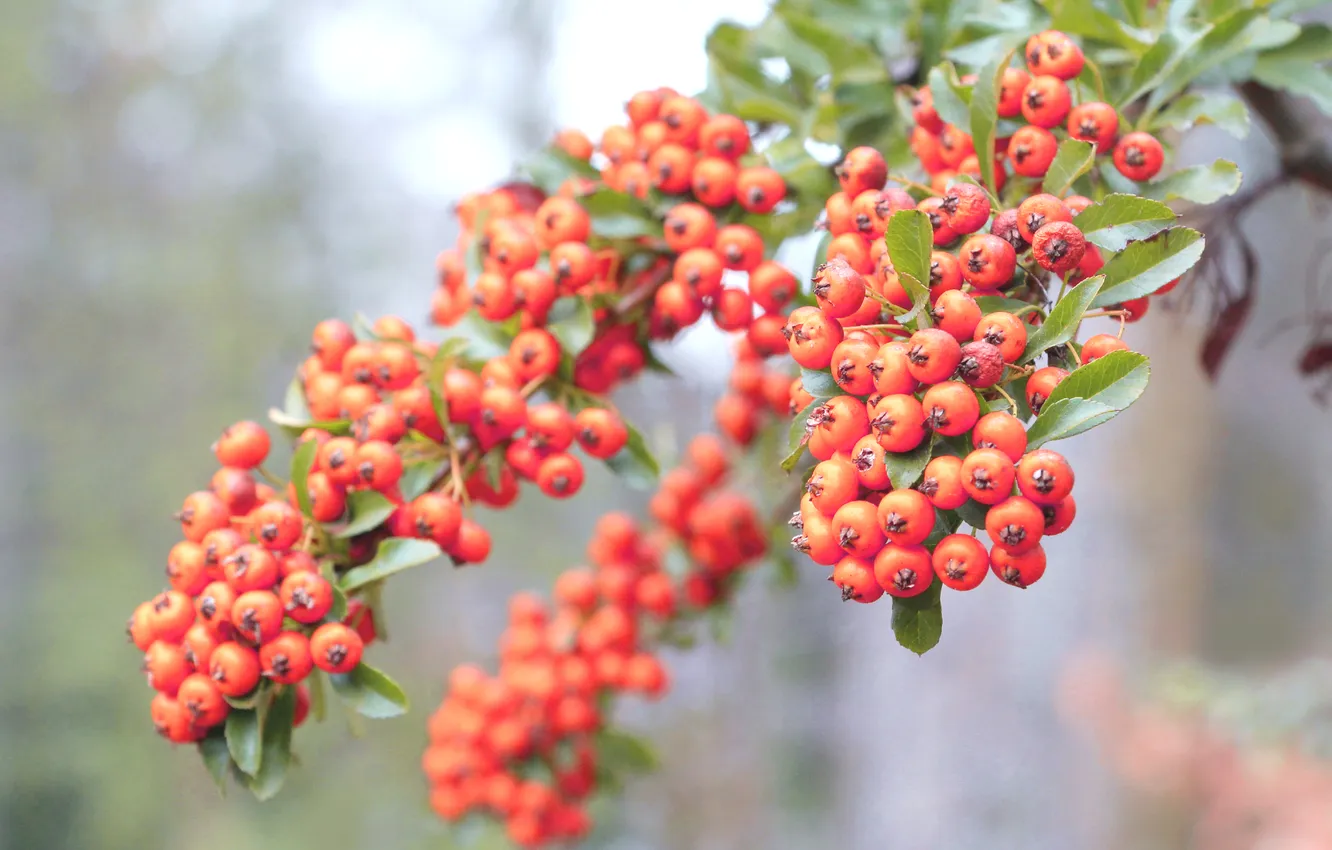 Photo wallpaper orange, fruits, twig