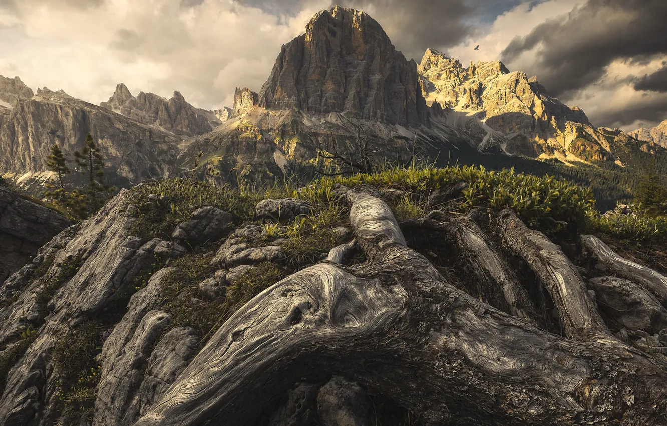 Photo wallpaper mountains, roots, rocks
