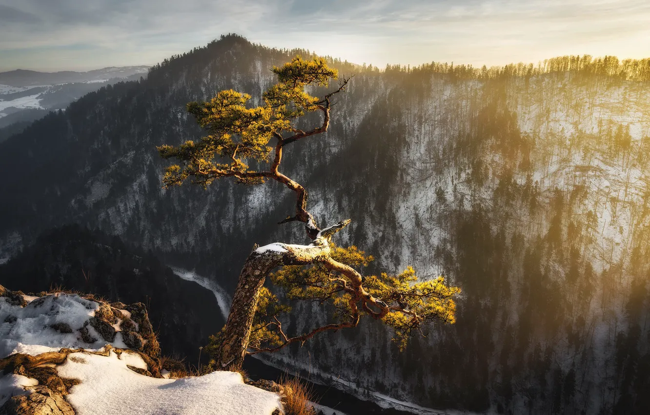 Photo wallpaper winter, snow, mountains, rocks, height, pine