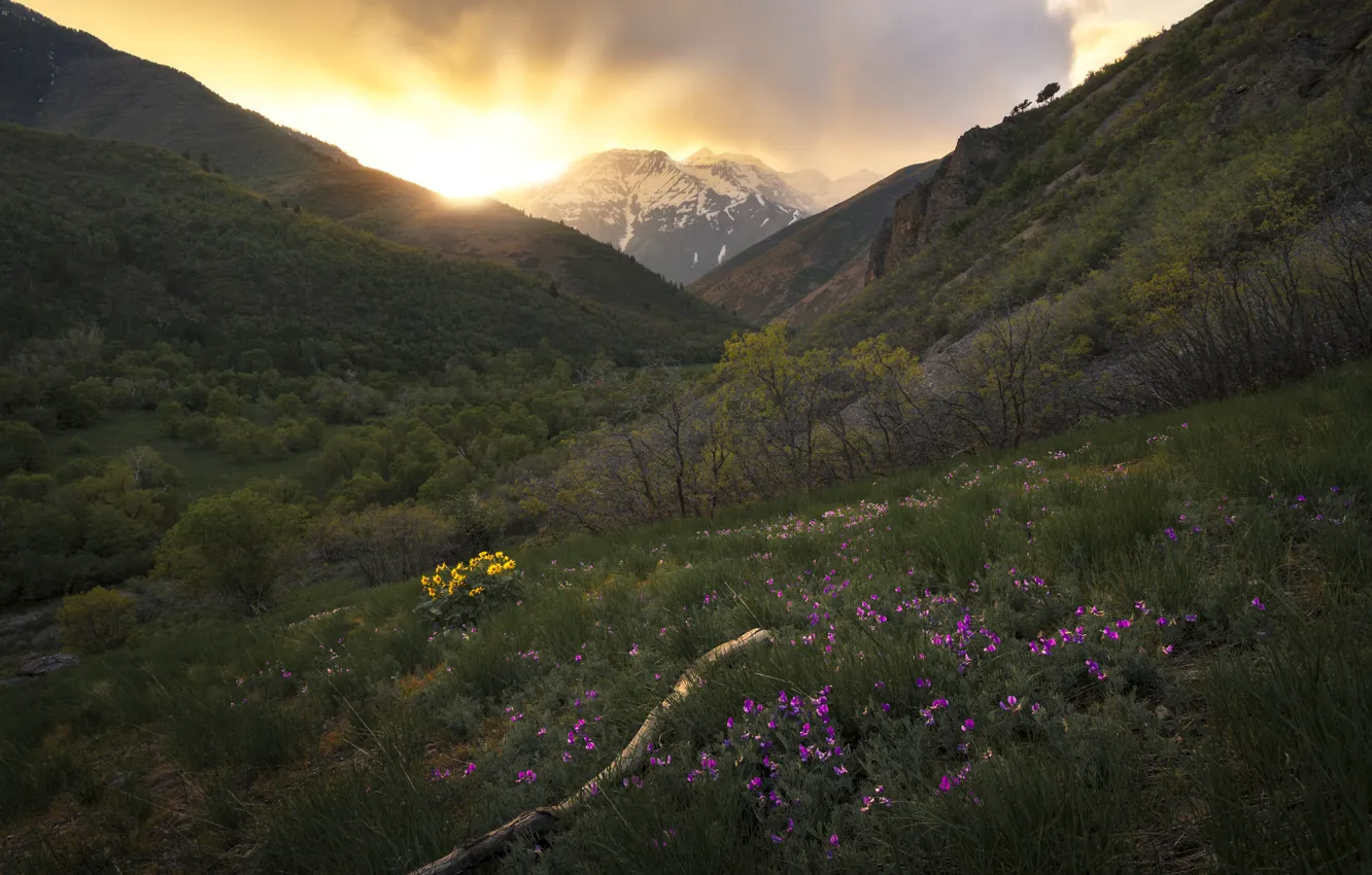 Photo wallpaper the sun, flowers, mountains, slope