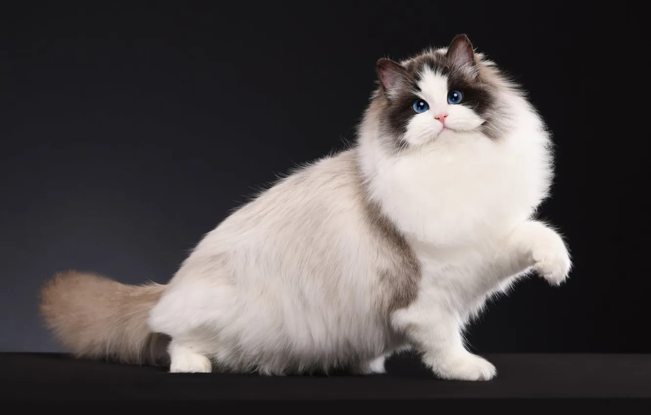 Photo wallpaper cat, white, cat, look, pose, the dark background, legs, fluffy