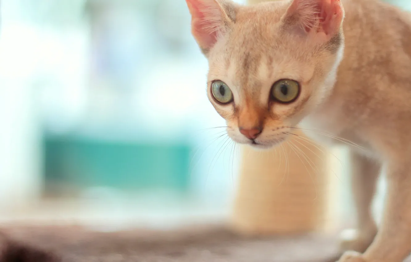 Photo wallpaper cat, eyes, look, muzzle, bokeh