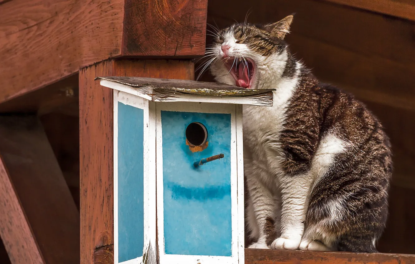 Photo wallpaper cat, cat, birdhouse, waiting, yawns, yawn