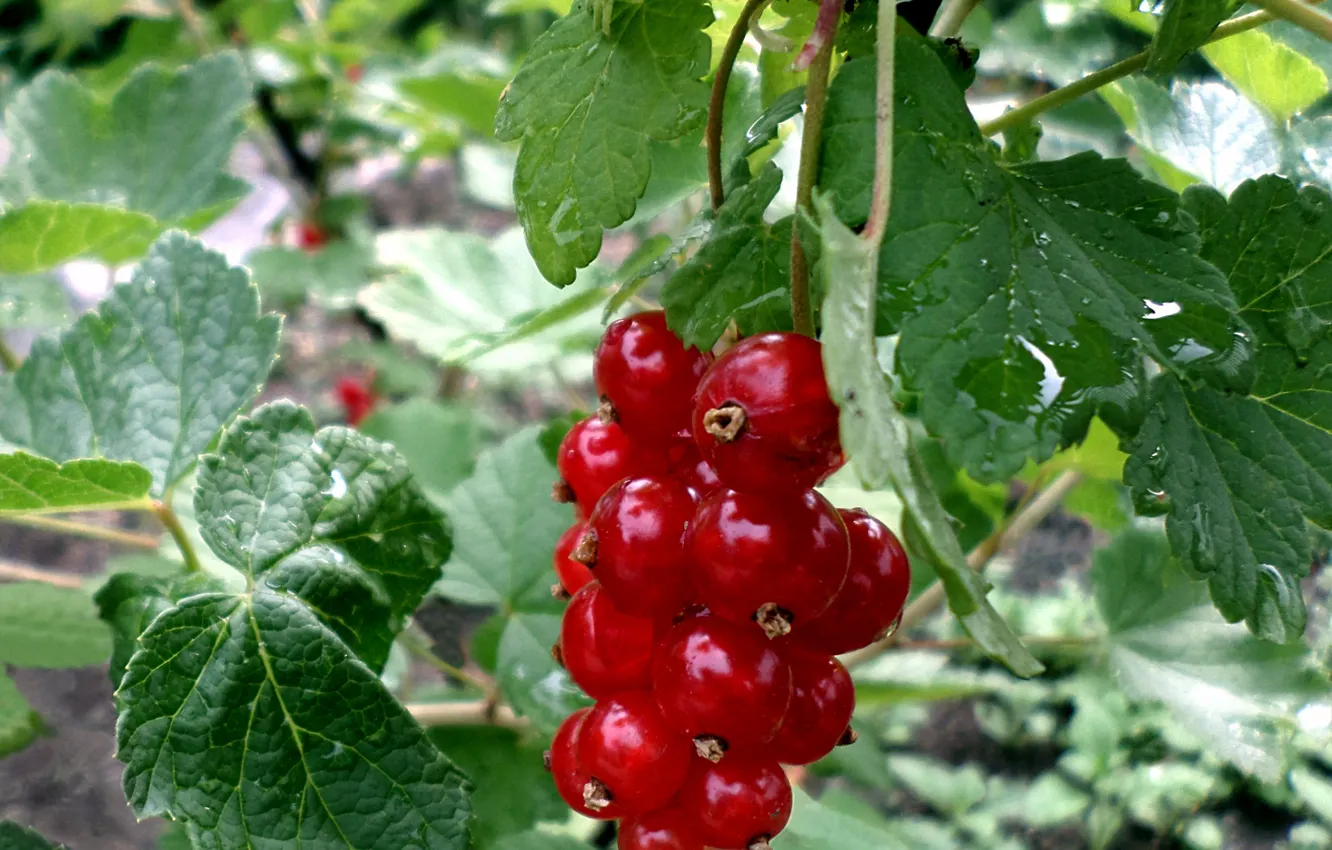 Photo wallpaper summer, red currant, July