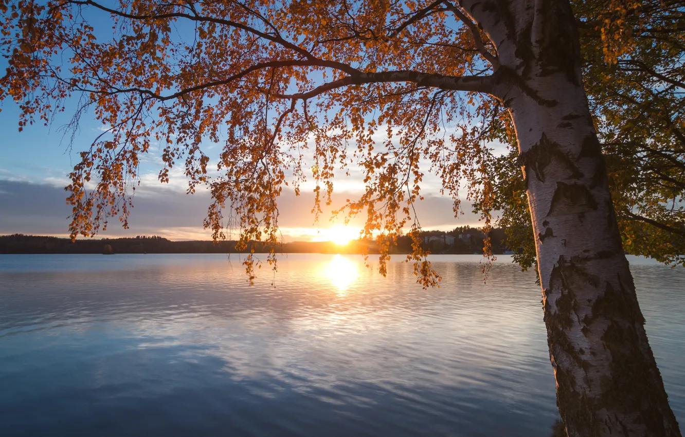 Photo wallpaper autumn, sunset, branches, lake, tree, birch, Finland, Finland