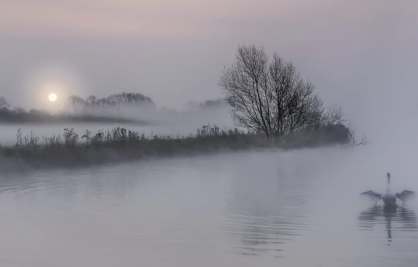 Photo wallpaper night, fog, lake, swans