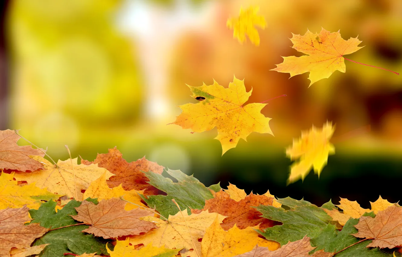 Photo wallpaper autumn, foliage, drop, heap