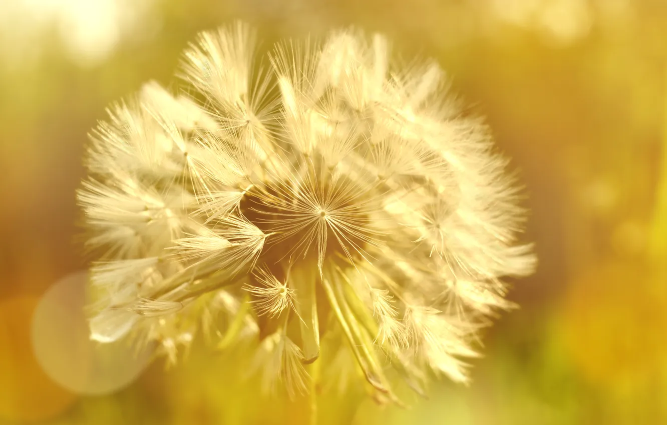 Photo wallpaper plant, meadow, dandelion