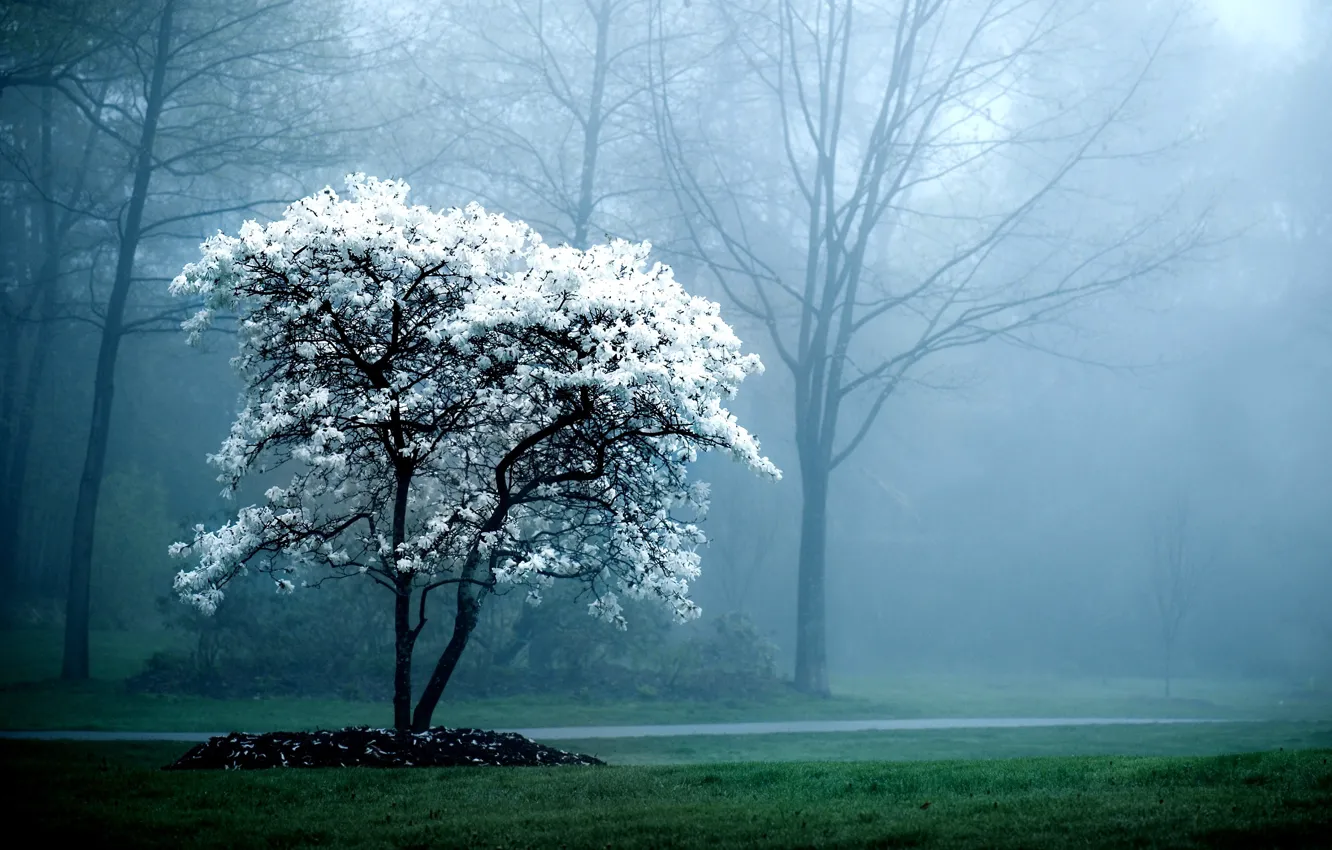 Photo wallpaper trees, nature, fog, background, tree, branch, Wallpaper, pictures