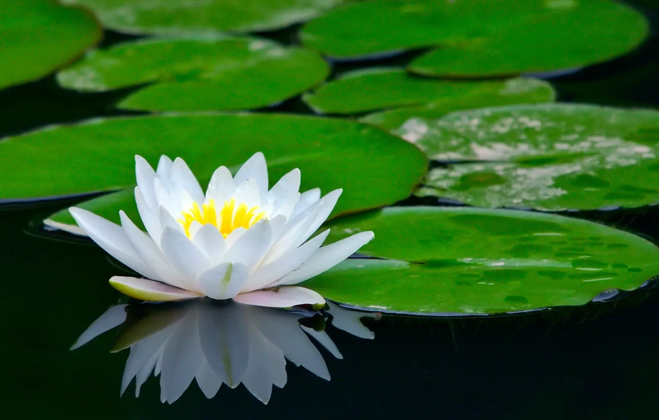 Photo wallpaper flower, pond, Lotus, water Lily