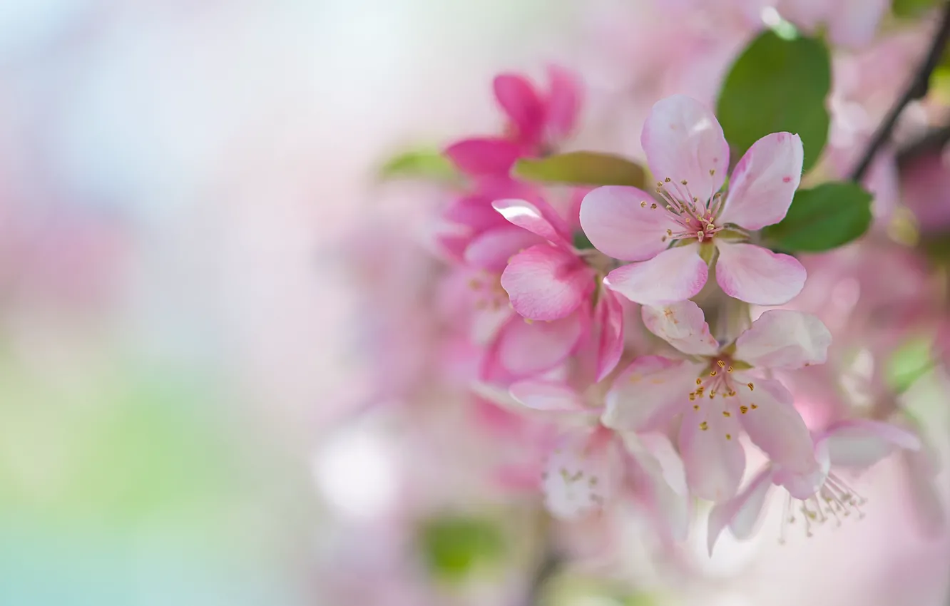 Photo wallpaper pink, tenderness, spring, Sakura