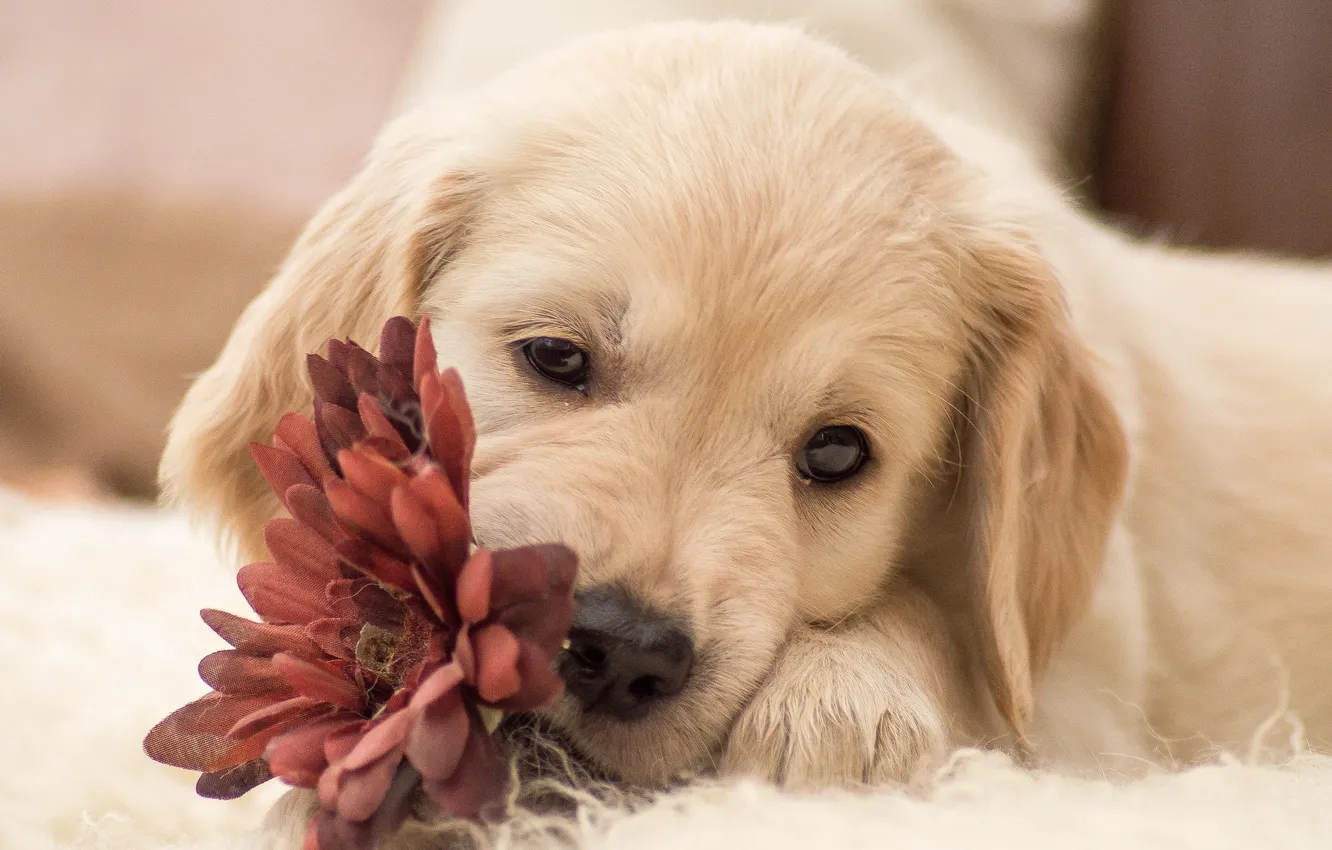 Photo wallpaper flower, dog, puppy