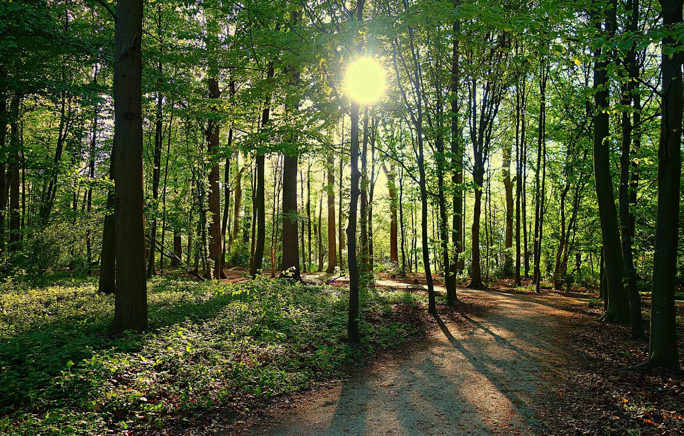 Photo wallpaper forest, the sun, light, trail