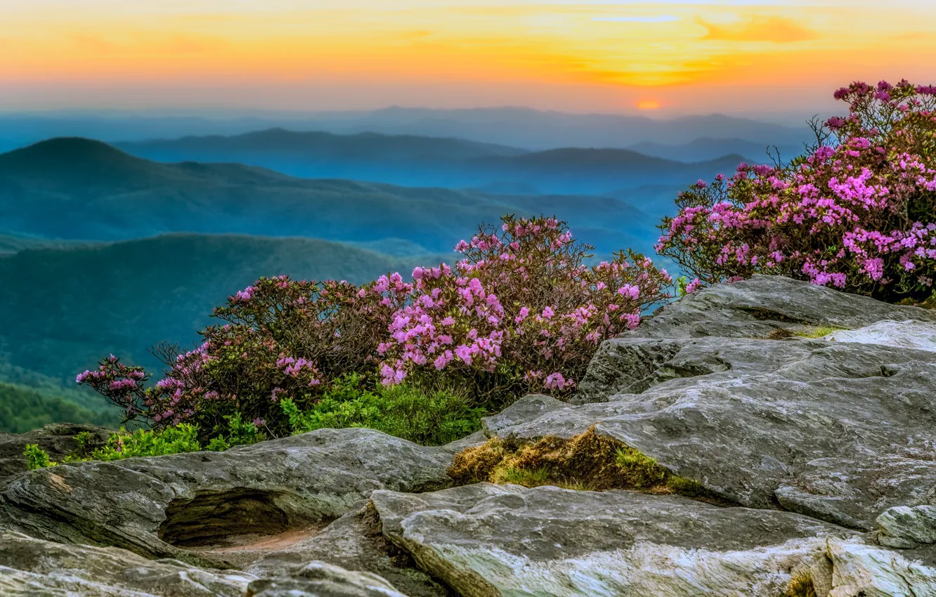 Photo wallpaper flowers, mountains, hills, Asia, the bushes, Azalea, rhododendrons