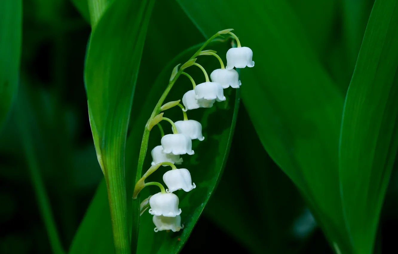 Photo wallpaper leaves, flowers, spring, white, lilies of the valley, green background