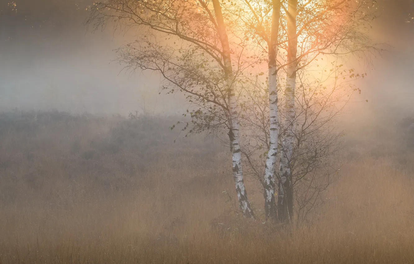Photo wallpaper autumn, grass, the sun, rays, light, trees, branches, fog