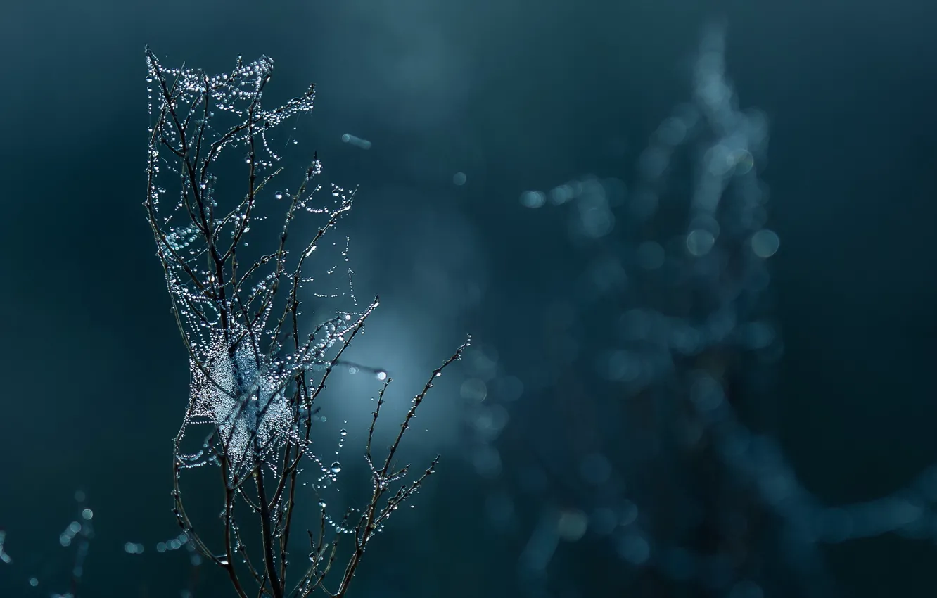 Photo wallpaper drops, macro, branches, web