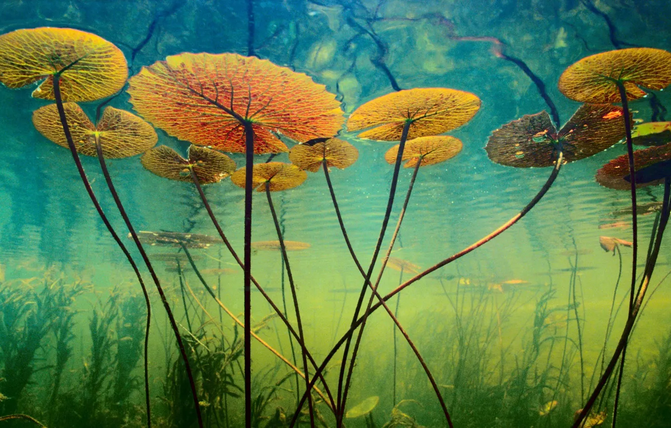 Photo wallpaper water, algae, plant, depth, underwater world