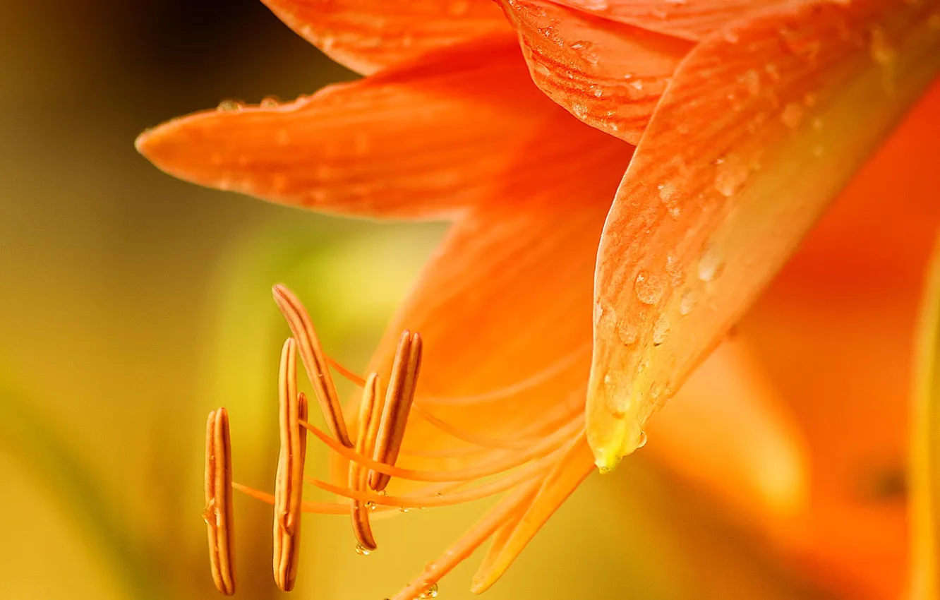 Photo wallpaper macro, flowers, orange, Lily