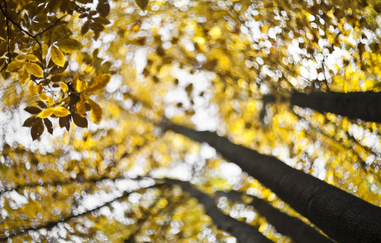 Photo wallpaper autumn, bokeh, fall, swirling, forecast for gold