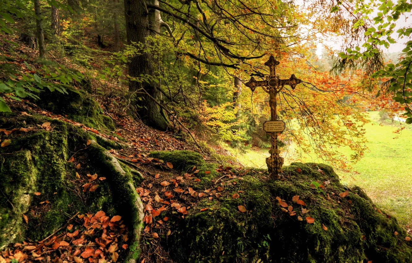 Photo wallpaper autumn, forest, leaves, nature, photo, moss, cross
