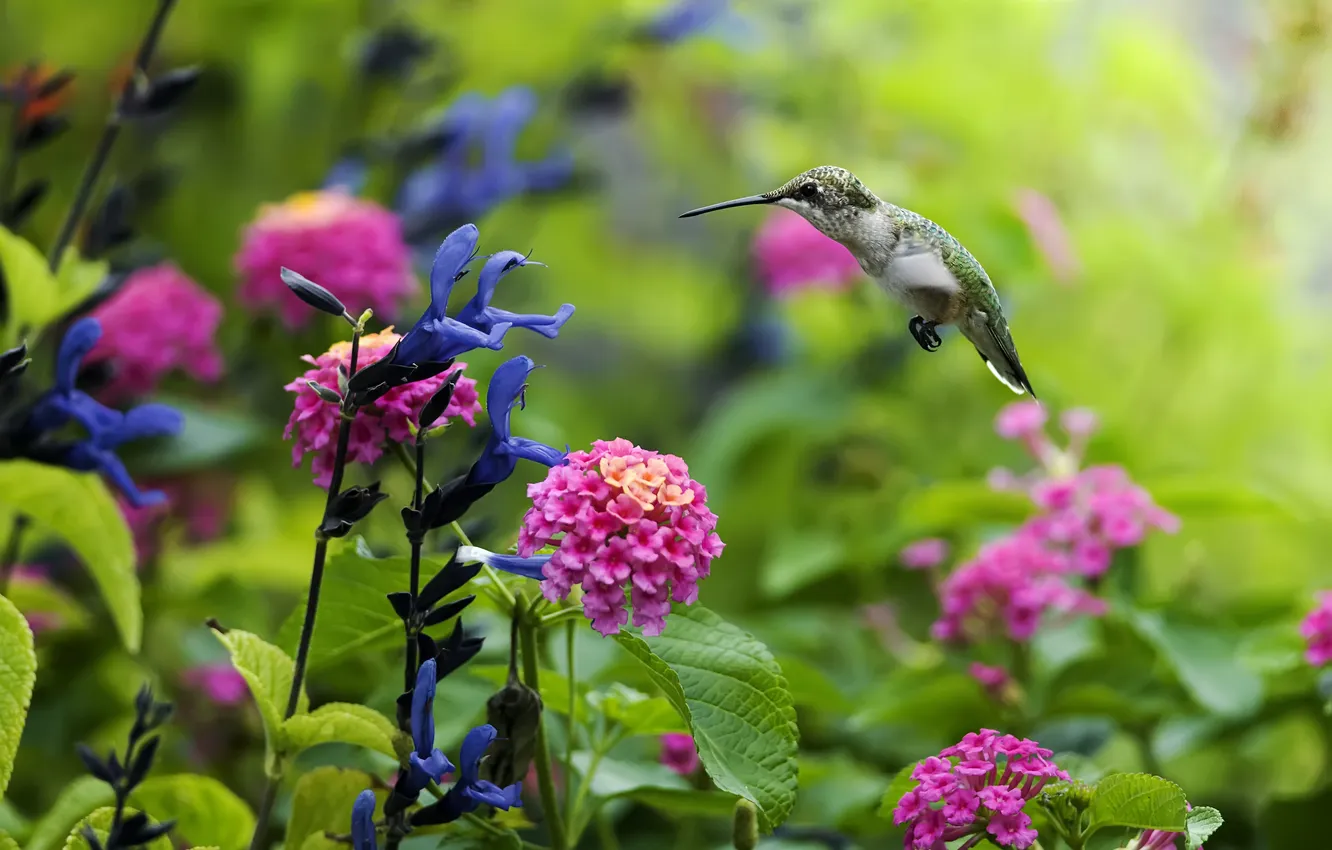 Photo wallpaper flight, flowers, nature, nectar, bird, plant, Hummingbird, bird