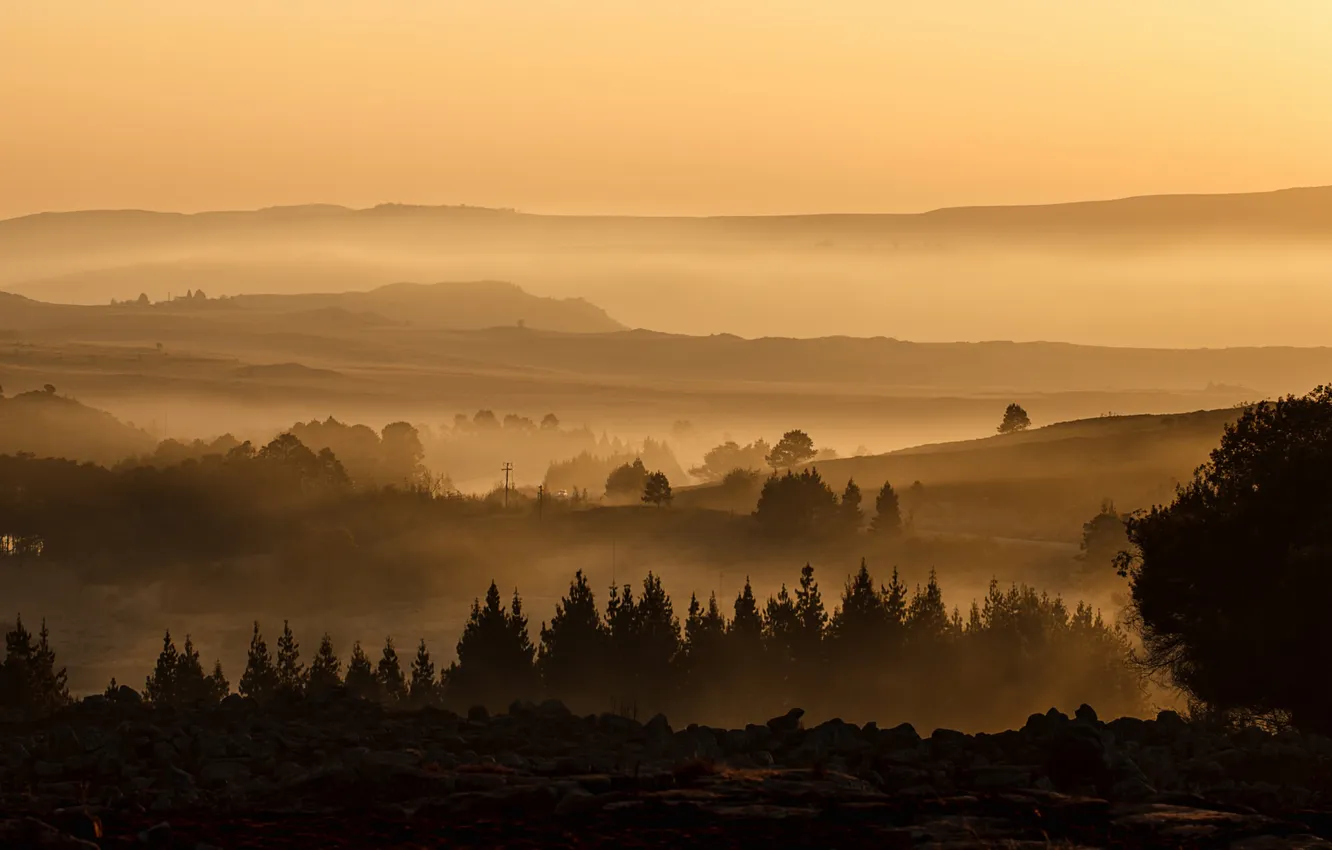 Photo wallpaper trees, nature, the evening, haze, gold