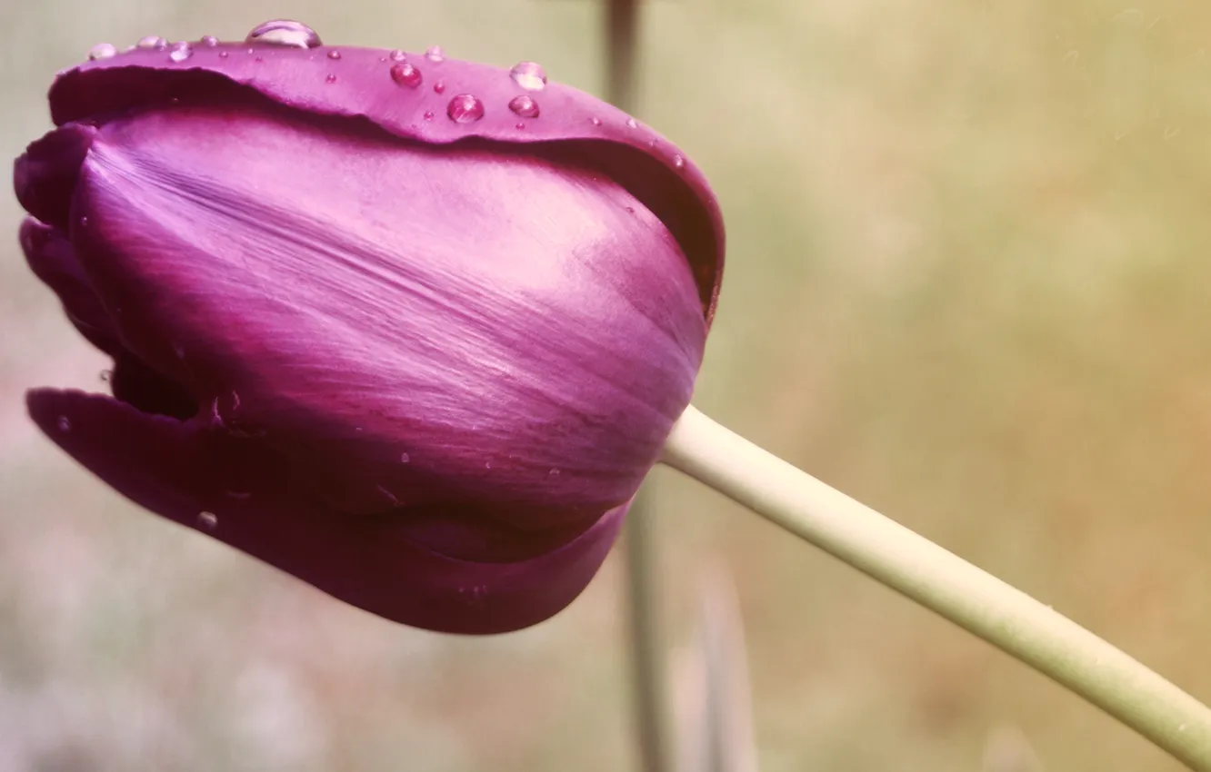 Photo wallpaper flowers, petals, tulips