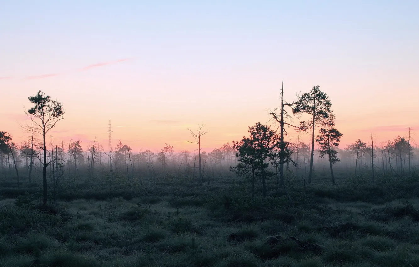 Photo wallpaper forest, landscape, nature, fog, morning