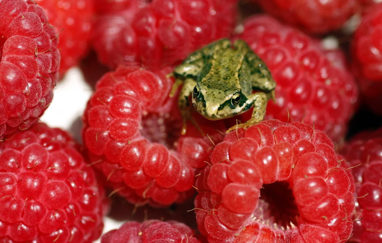 Photo wallpaper macro, berries, frog