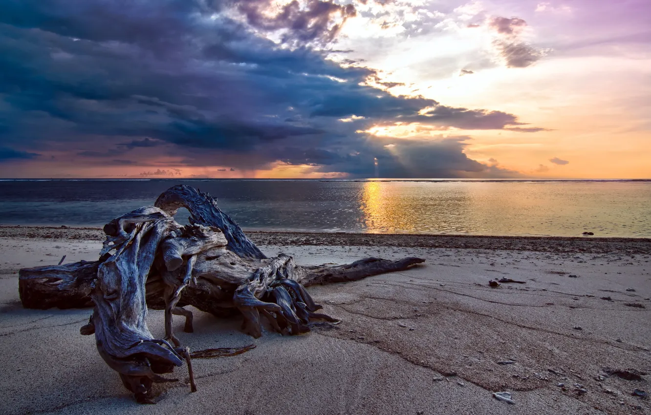 Photo wallpaper sea, trees, landscape, sunset