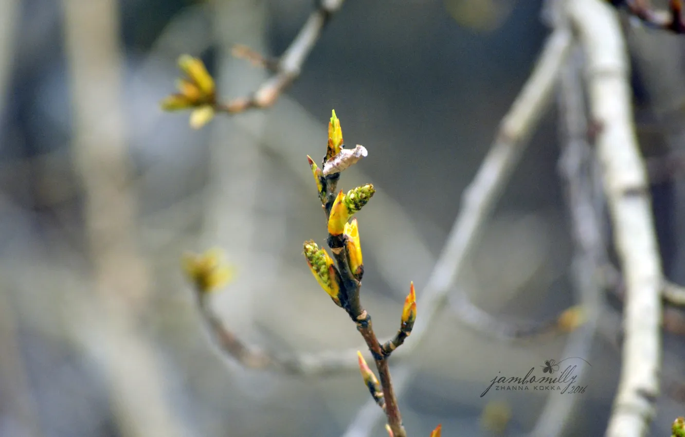 Photo wallpaper macro, trees, branches, spring, kidney, poplar