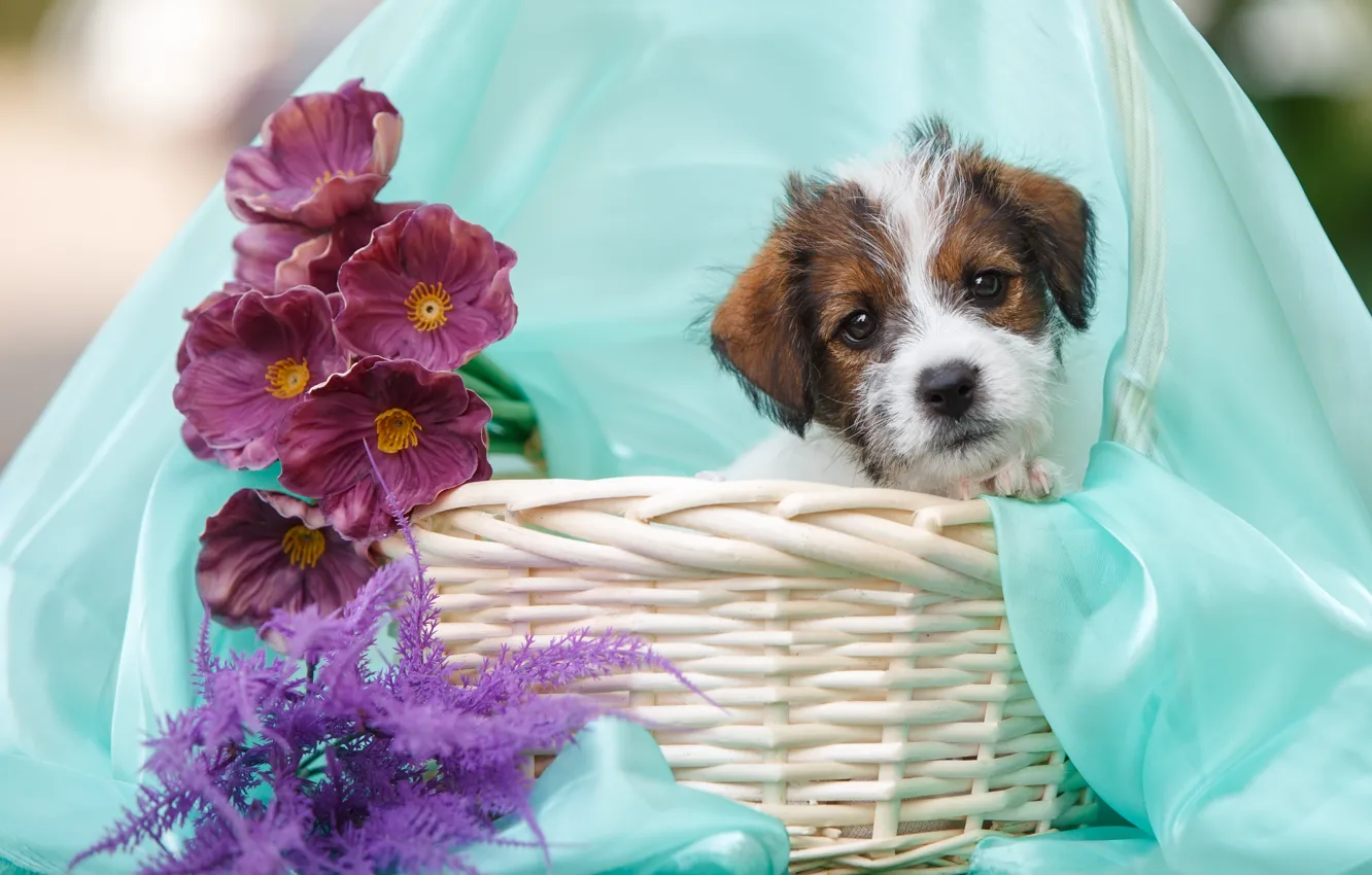 Photo wallpaper flowers, basket, puppy, fabric, Jack Russell Terrier