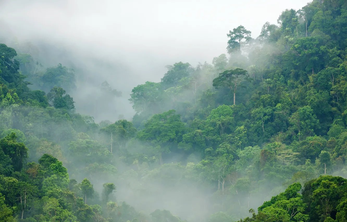 Photo wallpaper greens, forest, trees, fog, jungle, Jungle