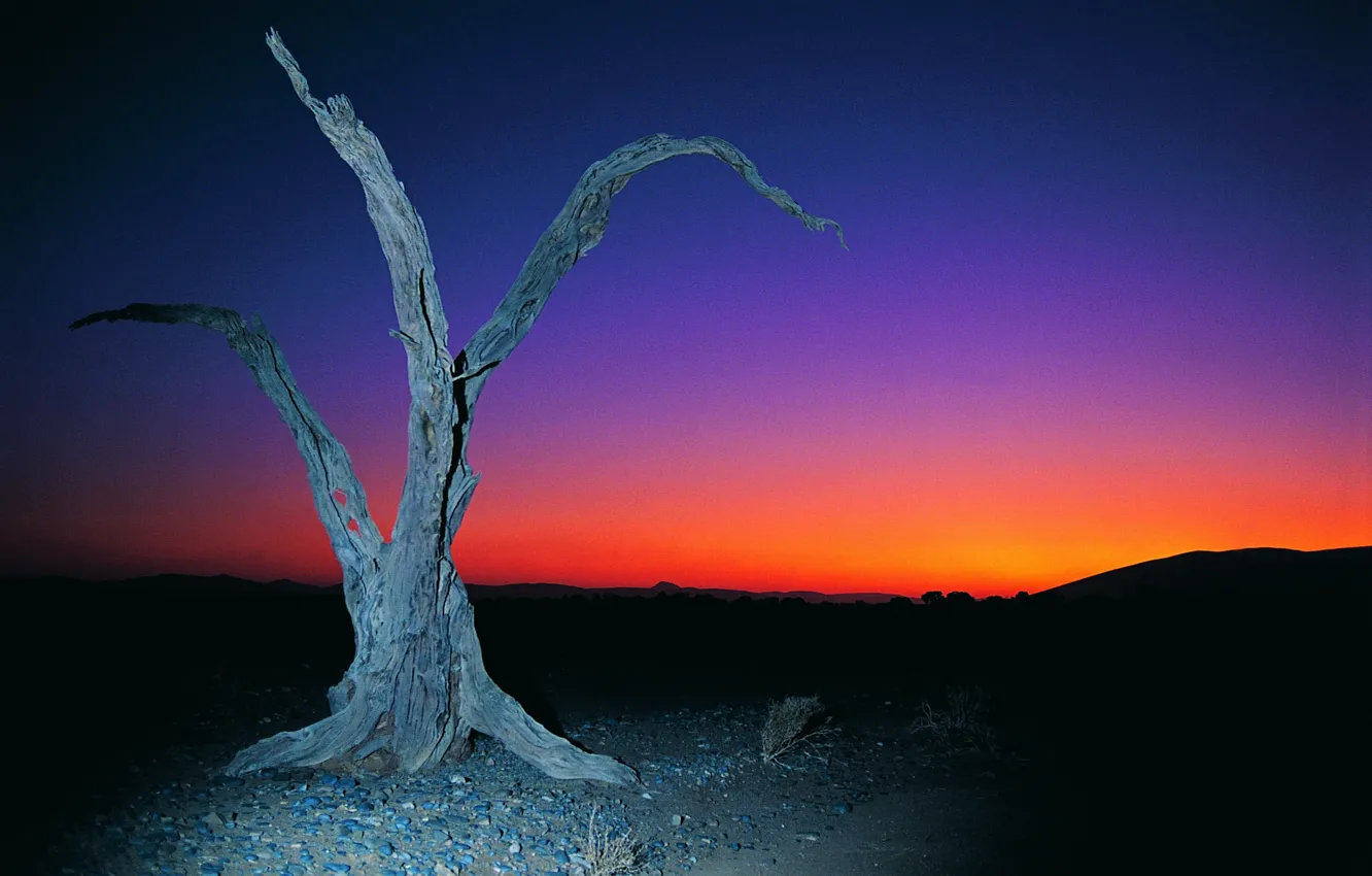 Photo wallpaper the sky, sunset, snag