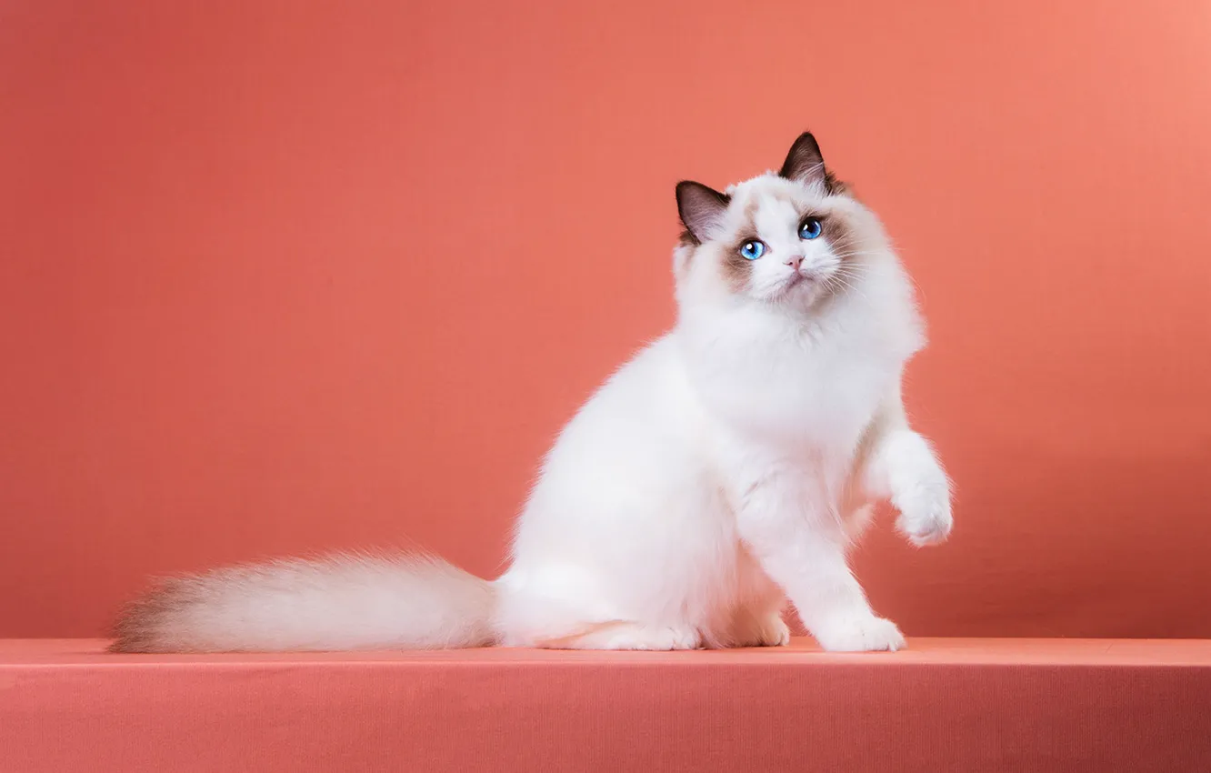 Photo wallpaper cat, cat, look, pose, face