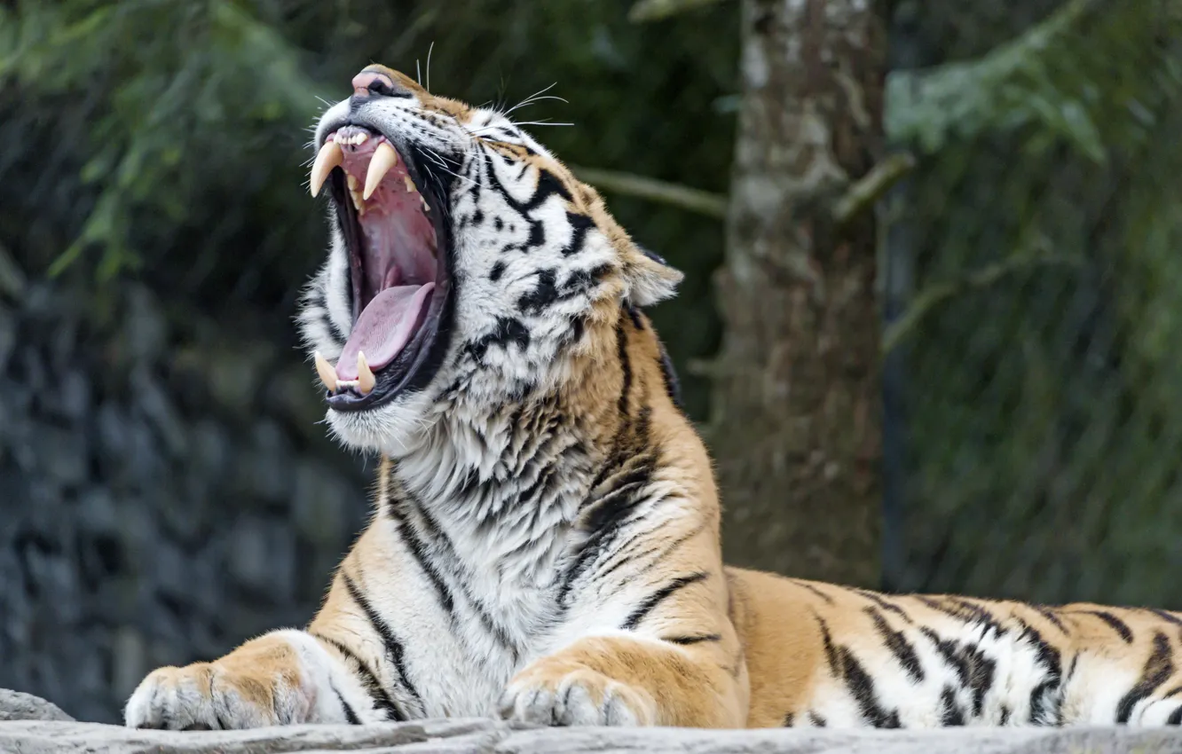 Photo wallpaper tiger, animal, Cat, mouth